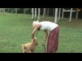 mislina mustaffa bermain anjing 