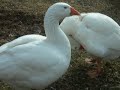 Petting Zoo laughing ducks