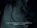 lions of crocodile river