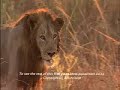 lions of crocodile river