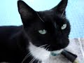 Sylvester the WHINER Sylvester the WHINER