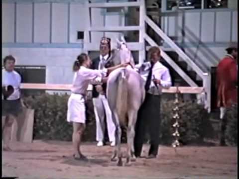 <b>Description: </b>APPLE HILL AGIBA  (Ansata El Nisr x Sarita RSI by Alcibiades)  Straight Eqyptian Mare East Coast Res. Champion Mare 1989<br/>