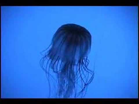 Jelly Fish to  NIN Sunspots