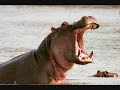 de feestteam - olifant lied
