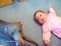 bebe vs perro bebe vs perro