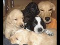 Kuschelsong Schnuffel (Welpen Version)