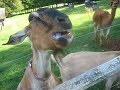 Choking Goat Choking Goat