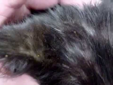 how to treat a 9 week old kitten for fleas