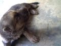 perritos!!!