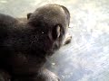 perritos!!!