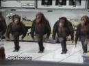 Proof that irish dancin originated in South Africa Proof that irish dancin originated in South Africa