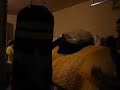 FILIPINO BOXING ON HEAVYBAG SUPER FAST HAND SPEED