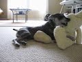 Mignon chiot