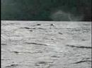Yubarta Whales in Gorgona