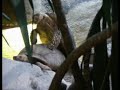 Tortoises mating