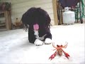 Mimi vs. The Crawfish