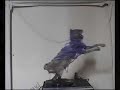 Dehydrated Spinning Blue Peter Cat