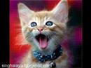 Sweet &amp;amp; Funny Cats Compilation - New Ones