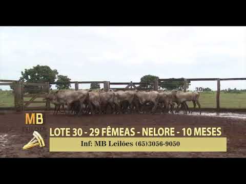 184 LEILO VIRTUAL MB LEILES