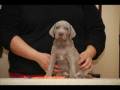 weimaraner puppies cherry x king 20081202 Day 36
