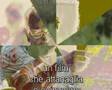  - MovieZen Video