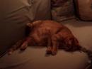 My oh-so-obscene cat. My oh-so-obscene cat.