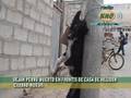 CUELGAN PERRO MUERTO EN CASA DE REGIDOR HUALLPA