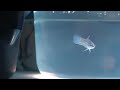 Betta Breeding Part IV: 5 Months Betta Breeding Part IV: 5 Months