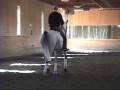 DressagehorseCandyman