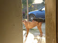 sex dog