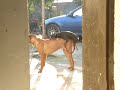 sex-dog.html