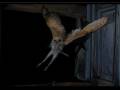 videos de aves de la fauna Iberica