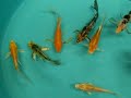 Pond Plants Direct:  Butterfly Koi