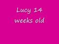 Lucy The Boxer puppy 14 weeks old