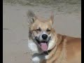Pembroke Welsh Corgi kennel, Russia