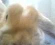 mini lops