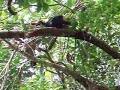 Monkey Sitting in a Tree