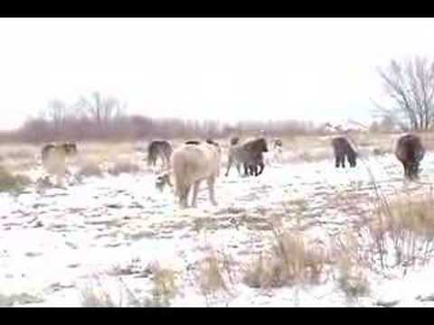 Icelandic Horses & Icelandic Sheepdog