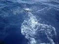 dolphins by adventure antigua