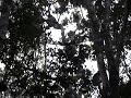 Lemuriens � Madagascar