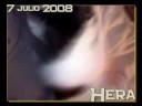 Hera ES hermosa (L)