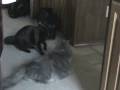 videos de Day 45: Boys and Cats