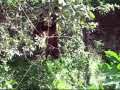 Monkeys At The Stulak Casa