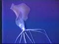 Spyweirdos \"Cellar (remixed by Horchata\") Spyweirdos \"Cellar (remixed by Horchata\")