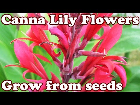 how to harvest lily seeds