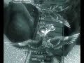 n3   nightcloud   the black parade   rogue pvp