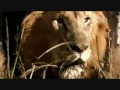 اخطر 10 مشاهد لافتراس الحيوانات للبشر