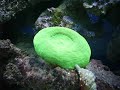 Fish tank of a friend.  Aquário marinho de um amigo. Filmed and Edited by Danilo Leite 