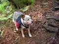 AT thru-hike:  Heading up Roan Mountain