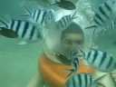 Under The Sea
